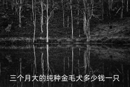 三個月大的純種金毛犬多少錢一只