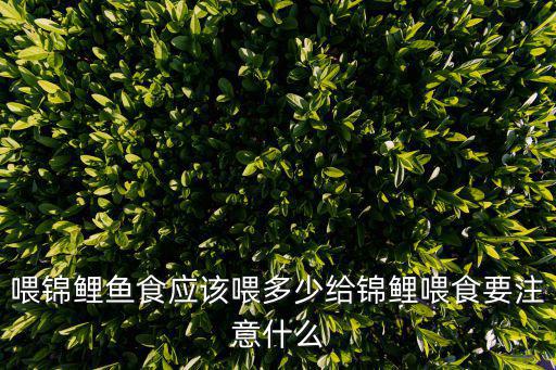 喂錦鯉魚食應該喂多少給錦鯉喂食要注意什么