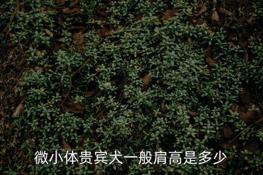 微小體貴賓犬一般肩高是多少