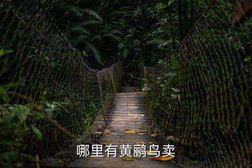哪里有黃鸝鳥賣