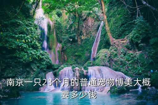 南京一只23個月的普通寵物博美大概要多少錢
