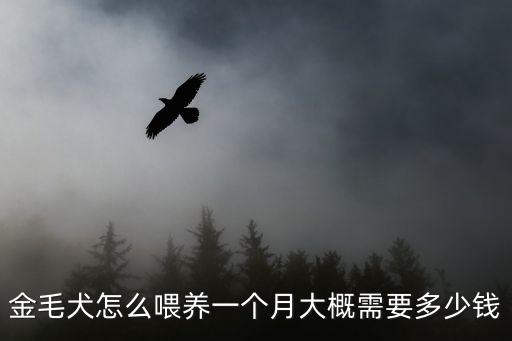 金毛犬怎么喂養一個月大概需要多少錢