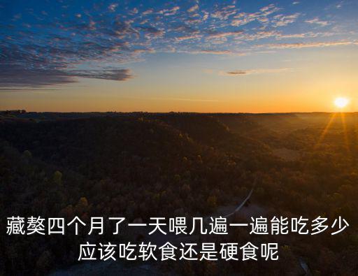 藏獒四個月了一天喂幾遍一遍能吃多少應該吃軟食還是硬食呢