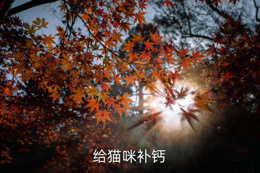 給貓咪補鈣