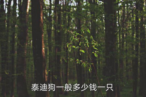 大的泰迪多少錢，泰迪狗一般多少錢一只