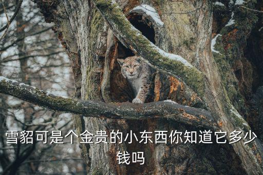 雪貂可是個金貴的小東西你知道它多少錢嗎