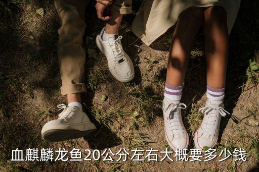 血麒麟龍魚20公分左右大概要多少錢