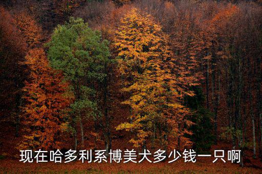 現在哈多利系博美犬多少錢一只啊