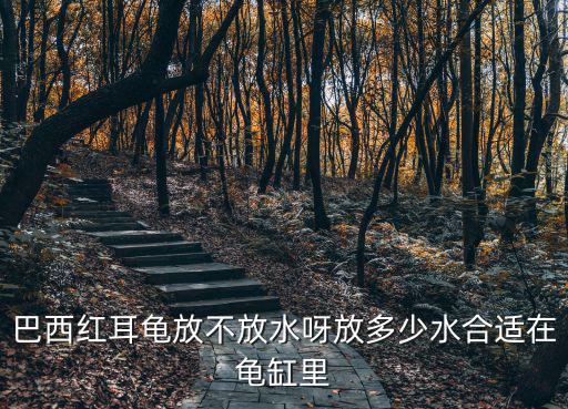 巴西紅耳龜放不放水呀放多少水合適在龜缸里