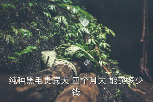 純種黑毛貴賓犬 四個月大 能賣多少錢