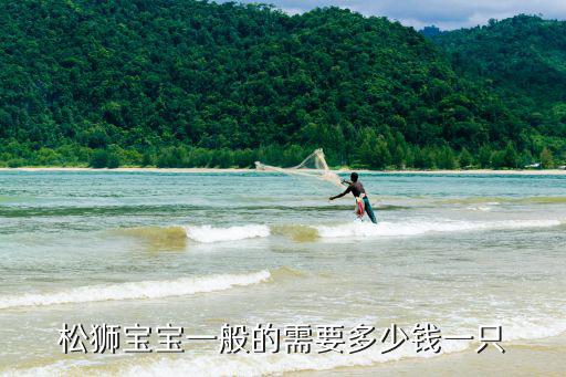 松獅寶寶一般的需要多少錢一只