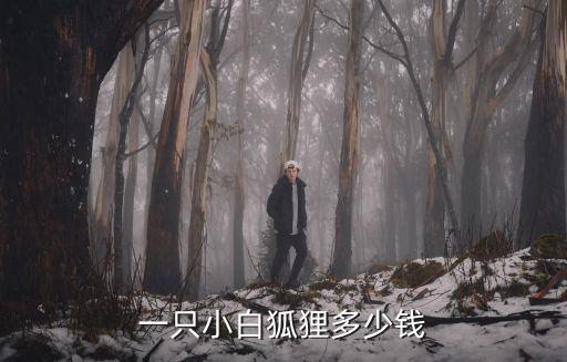 一只小白狐貍多少錢