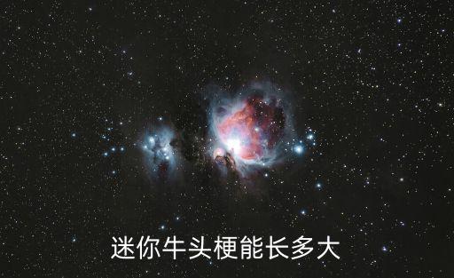 牛頭梗能長到多少斤，成年牛頭梗可達多少斤多高
