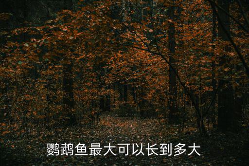 鸚鵡魚(yú)最大可以長(zhǎng)到多大