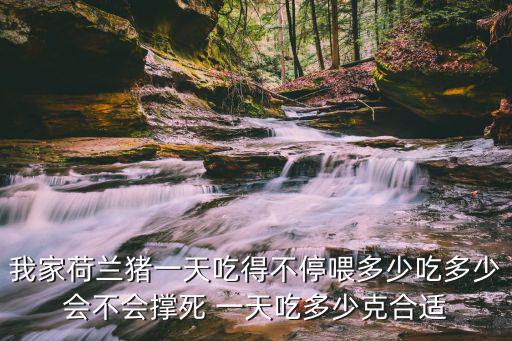 成年荷蘭豬一天吃多少錢，荷蘭豬一天能吃多少克蘋果謝謝