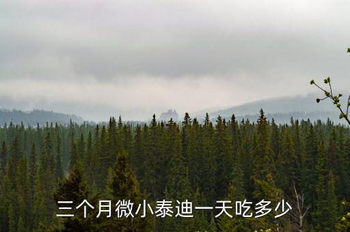 三個月微小泰迪一天吃多少