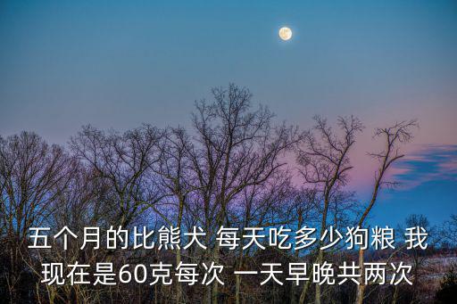 成年比熊犬一天吃多少食物，狗狗一天應該吃多少