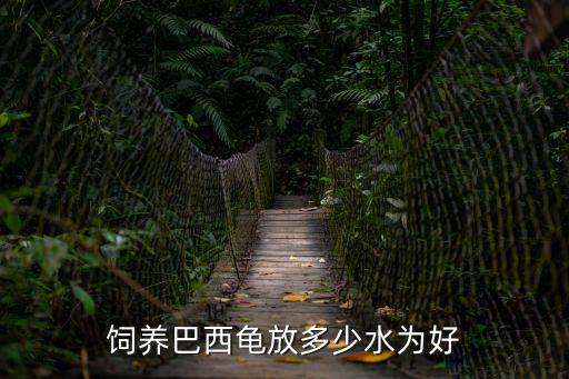 飼養巴西龜放多少水為好
