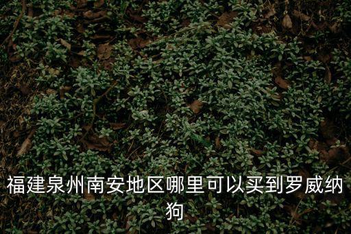 福建泉州南安地區(qū)哪里可以買到羅威納狗