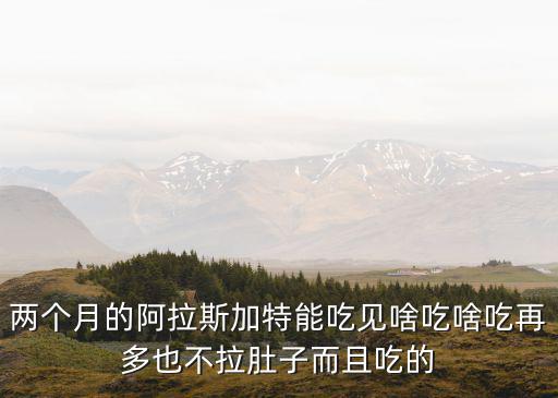 兩個(gè)月的阿拉斯加特能吃見啥吃啥吃再多也不拉肚子而且吃的