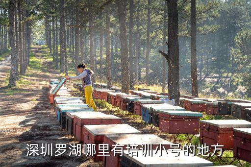深圳羅湖哪里有培訓小號的地方