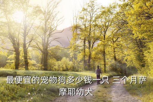 最便宜的寵物狗多少錢一只 三個(gè)月薩摩耶幼犬