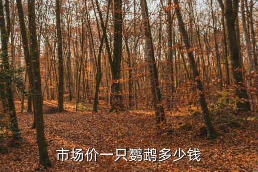 市場價一只鸚鵡多少錢