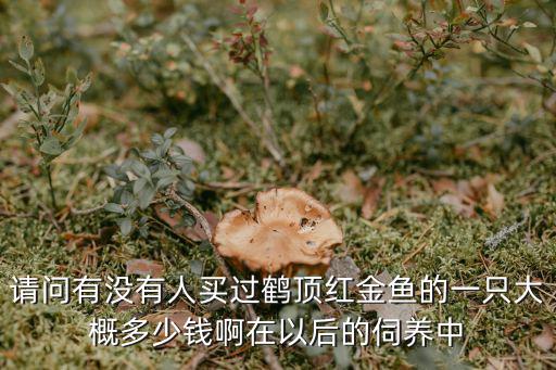 請問有沒有人買過鶴頂紅金魚的一只大概多少錢啊在以后的伺養(yǎng)中