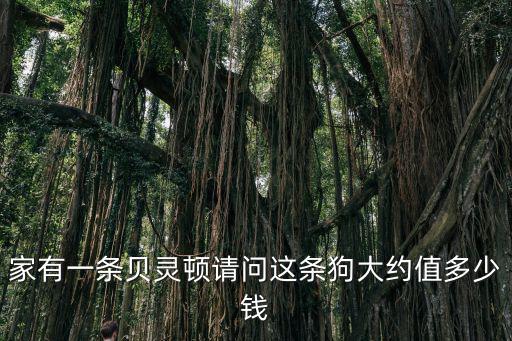 家有一條貝靈頓請問這條狗大約值多少錢