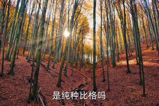 是純種比格嗎