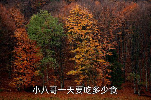 八哥鳥一天吃多少g，小八哥一天要吃多少食