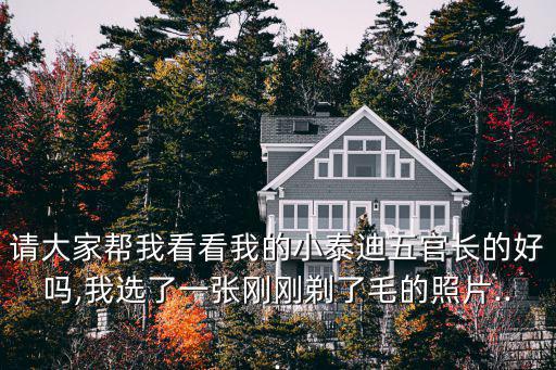 請大家幫我看看我的小泰迪五官長的好嗎,我選了一張剛剛剃了毛的照片...
