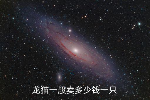 黑色龍貓多少錢一只，龍貓的市場價(jià)大概多少錢一只