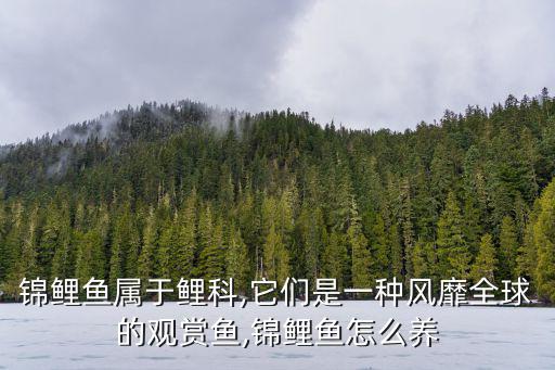 錦鯉觀賞魚,觀賞魚錦鯉魚怎么養?注意事項有很多