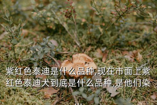 紫紅色泰迪是什么品種,現在市面上紫紅色泰迪犬到底是什么品種,是他們染...