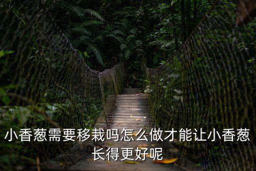 小香蔥需要移栽嗎怎么做才能讓小香蔥長得更好呢