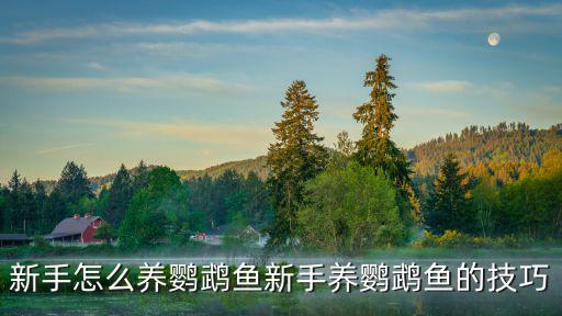 新手怎么養(yǎng)鸚鵡魚新手養(yǎng)鸚鵡魚的技巧
