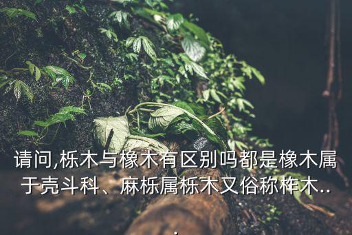 櫟木,什么是櫟木地板?