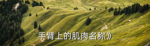 上臂肌肉,上臂三頭肌:主要功能為伸前臂和收上臂