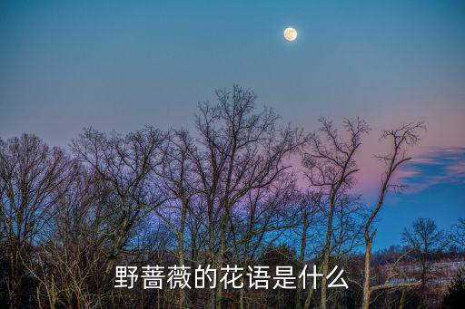 野薔薇花,第二集:從天降的玫瑰