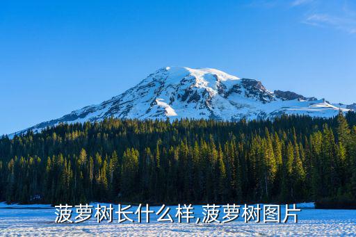 菠蘿樹(shù)長(zhǎng)什么樣,菠蘿樹(shù)圖片