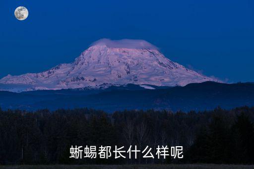 蜥蜴都長什么樣呢