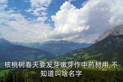核桃樹春天要發芽嫩芽作中藥材用,不知道叫啥名字