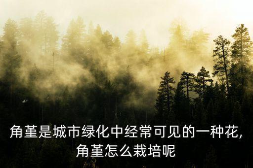 角堇是城市綠化中經?？梢姷囊环N花,角堇怎么栽培呢
