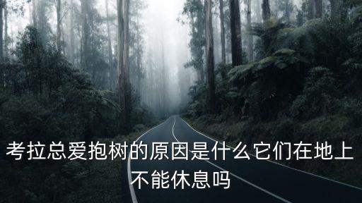 為什么禁止抱考拉,育兒袋開口朝下為了方便寶寶進食