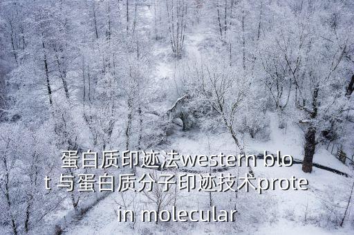 分子印跡技術，蛋白質印跡法western blot 與蛋白質分子印跡技術protein molecular