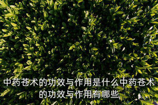 中藥蒼術(shù)的功效與作用是什么中藥蒼術(shù)的功效與作用有哪些