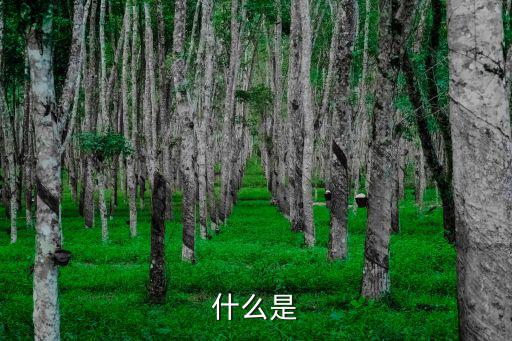 什么是