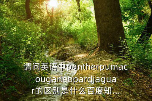 豹子英文,中國豹屬分布于中國南北地區(qū)