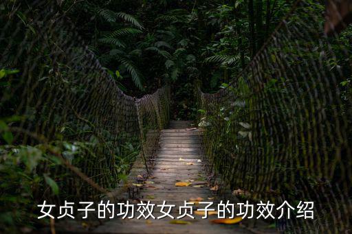 女貞子的功效女貞子的功效介紹